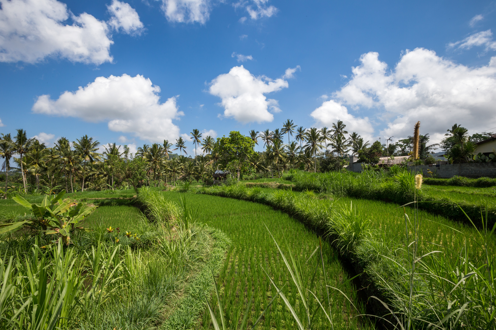 Rice fields in Sideman Bali